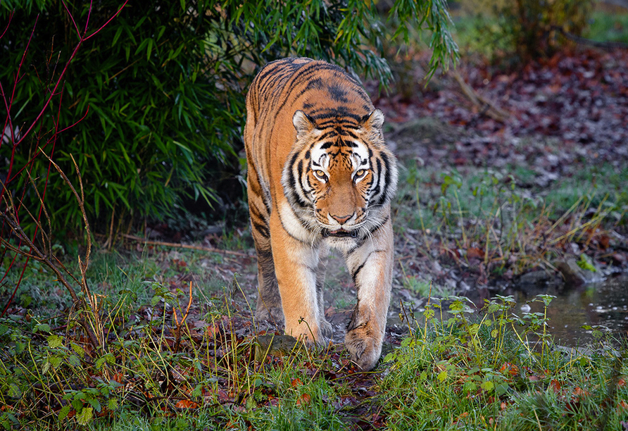 Auch Raubkatzen gehören zu den Bewohnern, die Ihnen im Duisburger Zoo begegnen werden.