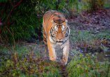 Auch Raubkatzen gehören zu den Bewohnern, die Ihnen im Duisburger Zoo begegnen werden.