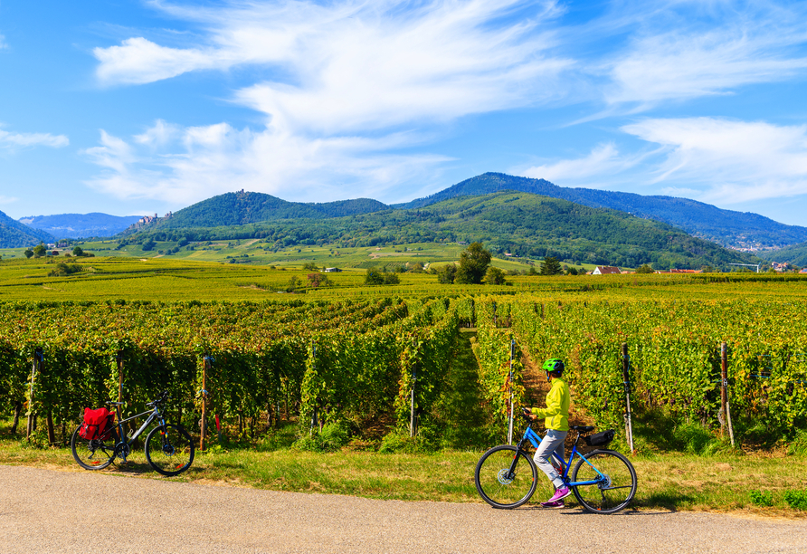 Erleben Sie die Genussregion Elsass mit zahlreichen Weinbergen und Wanderwegen. 