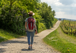 In der Region steht Ihnen ein rund 90 km langes Wanderwegenetz zur Verfügung.