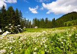 In und um Bad Füssing erwartet Sie die malerische Naturlandschaft Bayerns.