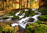 Genießen Sie die urwüchsige Natur im Harz.