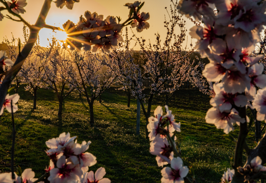 Ihr Hotel befindet sich in der Nähe der Deutschen Weinstraße, die während der Mandelblüte sprichwörtlich aufblüht.