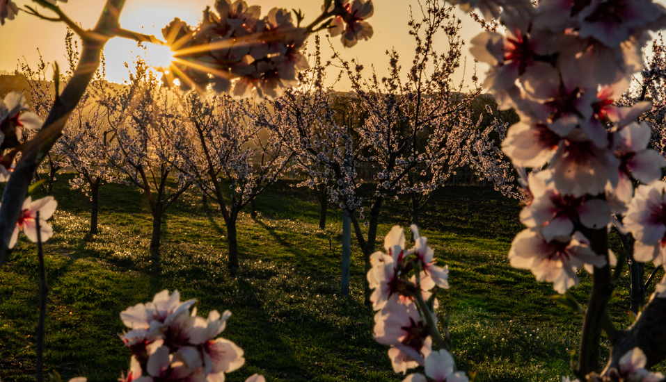 Ihr Hotel befindet sich in der Nähe der Deutschen Weinstraße, die während der Mandelblüte sprichwörtlich aufblüht.