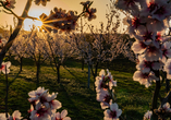 Ihr Hotel befindet sich in der Nähe der Deutschen Weinstraße, die während der Mandelblüte sprichwörtlich aufblüht.