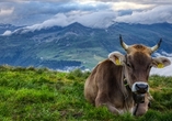 Die wundervolle Natur in der Schweiz wird Sie begeistern.