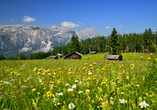 Besuchen Sie eine der über 30 Almen der Region Gitschberg Jochtal.