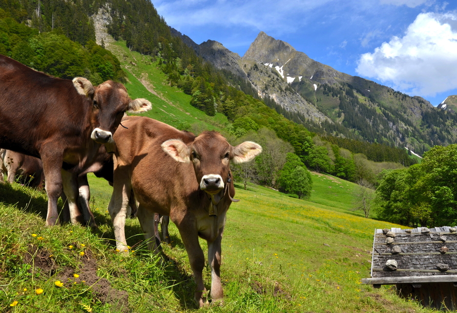 Auf Ihren Wanderungen in den Südtiroler Dolomiten begegnen Ihnen sicherlich auch einige tierische Gefährten.