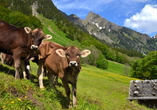 Auf Ihren Wanderungen in den Südtiroler Dolomiten begegnen Ihnen sicherlich auch einige tierische Gefährten.