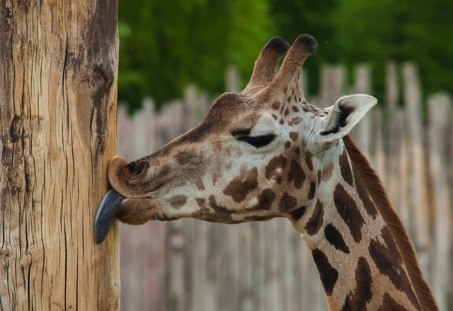 Bestaunen Sie die Artenvielfalt im Leipziger Zoo.