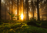 Entschleunigen Sie an der frischen Natur des Thüringer Waldes.