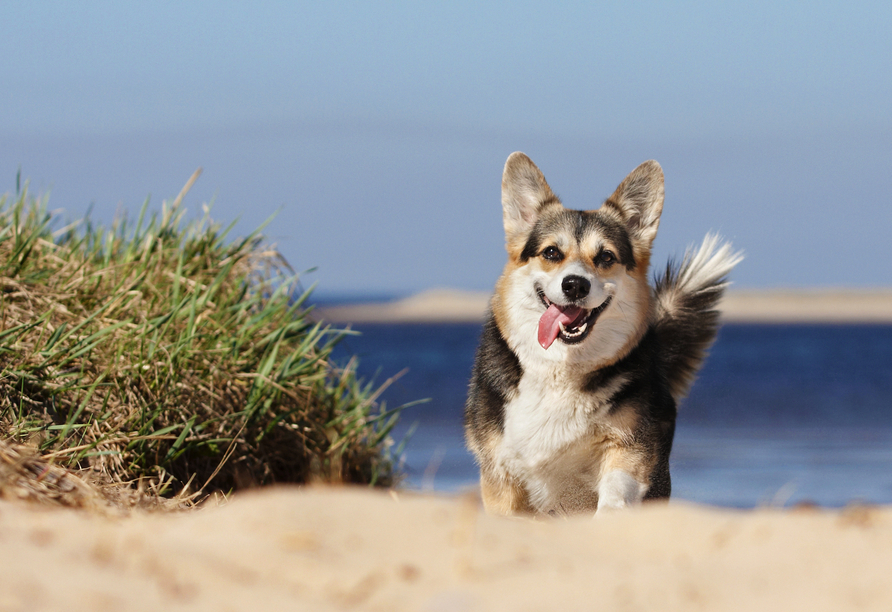 Am Hundestrand kann sich Ihr vierbeiniger Liebling so richtig austoben.