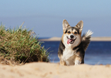 Am Hundestrand kann sich Ihr vierbeiniger Liebling so richtig austoben.