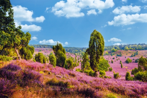 Herzlich willkommen in der Lüneburger Heide.