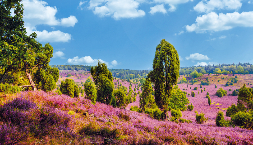 Herzlich willkommen in der Lüneburger Heide.