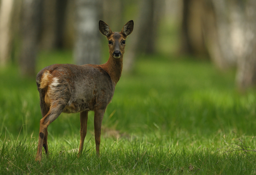 Besuchen Sie den direkt neben dem Hotel gelegenen Wildpark.