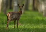 Besuchen Sie den direkt neben dem Hotel gelegenen Wildpark.