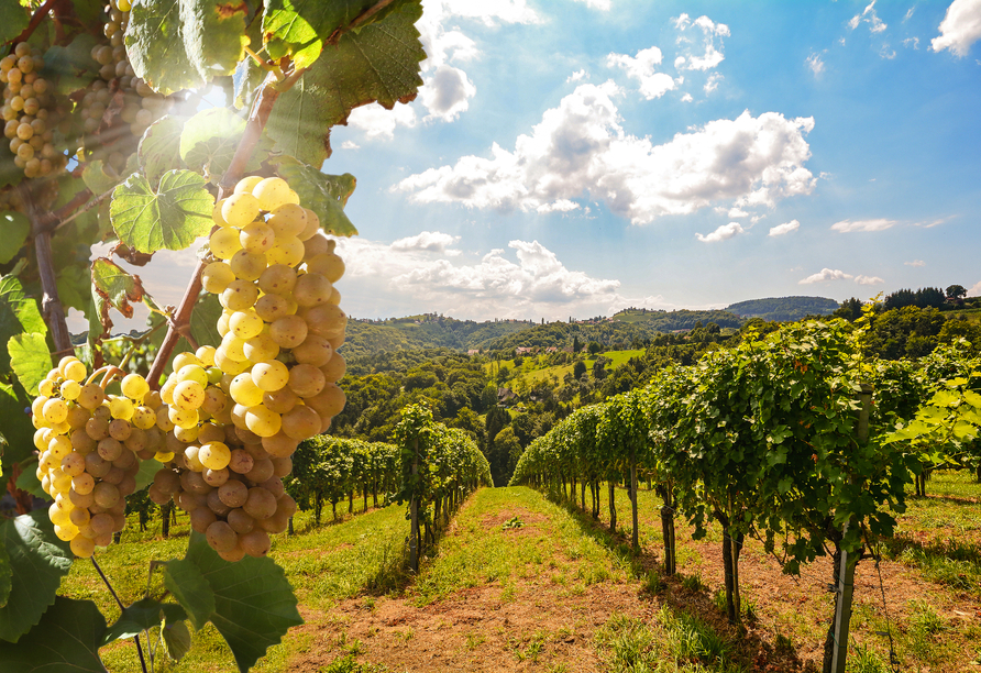 Inmitten malerischer Weinberge wandern Sie entlang der schönsten Ziele.