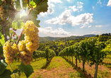 Inmitten malerischer Weinberge wandern Sie entlang der schönsten Ziele.