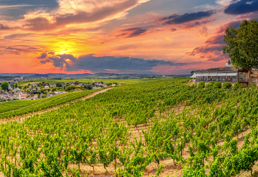 Blick über den Rheingau bei Rüdesheim