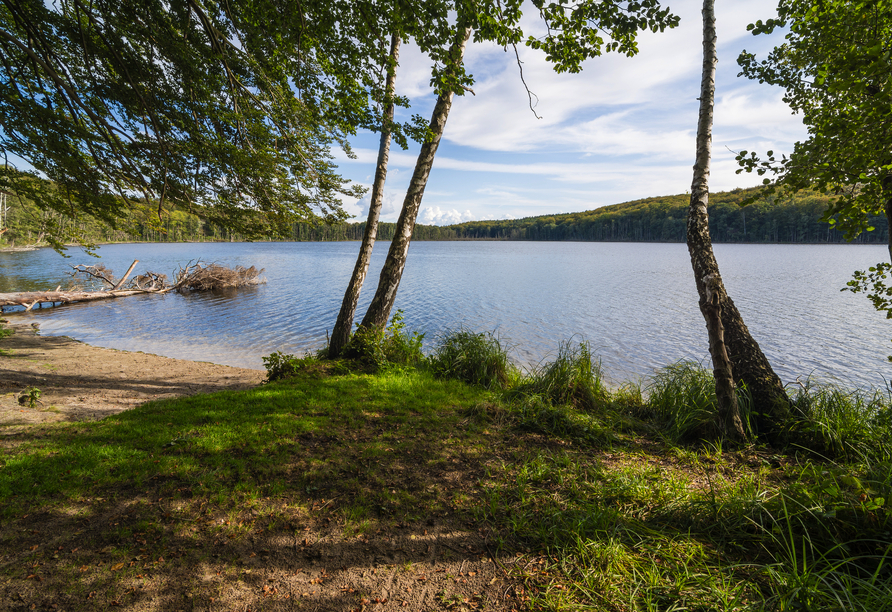 See und Wald auf der Insel Usedom am Wolgastsee