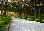 Schlendern Sie auf dem Weg zu Ihrem Traumstrand durch den dichten Küstenwald.