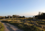 Erwandern Sie Grinden im Schwarzwald, offene heidenähnliche Hochweiden.