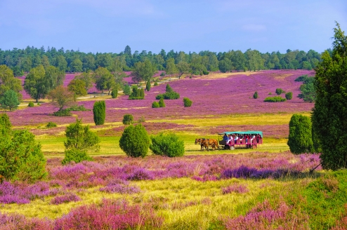 Beginnen Sie Ihre Reise mit einer Kutschfahrt durch die Lüneburger Heide.