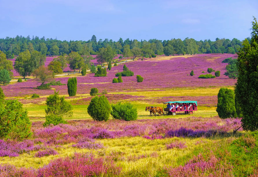 Beginnen Sie Ihre Reise mit einer Kutschfahrt durch die Lüneburger Heide.