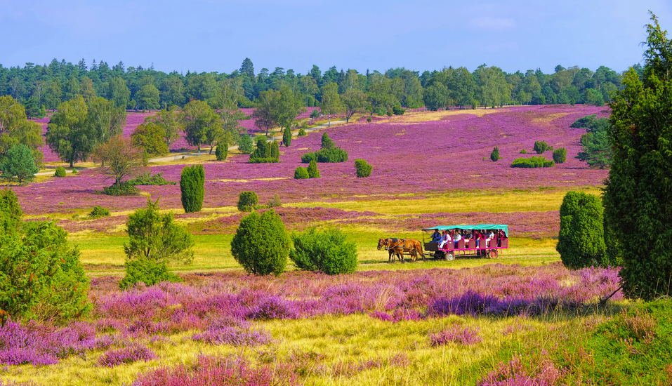 Beginnen Sie Ihre Reise mit einer Kutschfahrt durch die Lüneburger Heide.