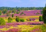 Beginnen Sie Ihre Reise mit einer Kutschfahrt durch die Lüneburger Heide.