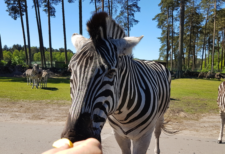 Im Serengeti Park können Sie beispielsweise Bekanntschaft mit Zebras...