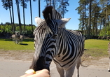 Im Serengeti Park können Sie beispielsweise Bekanntschaft mit Zebras...