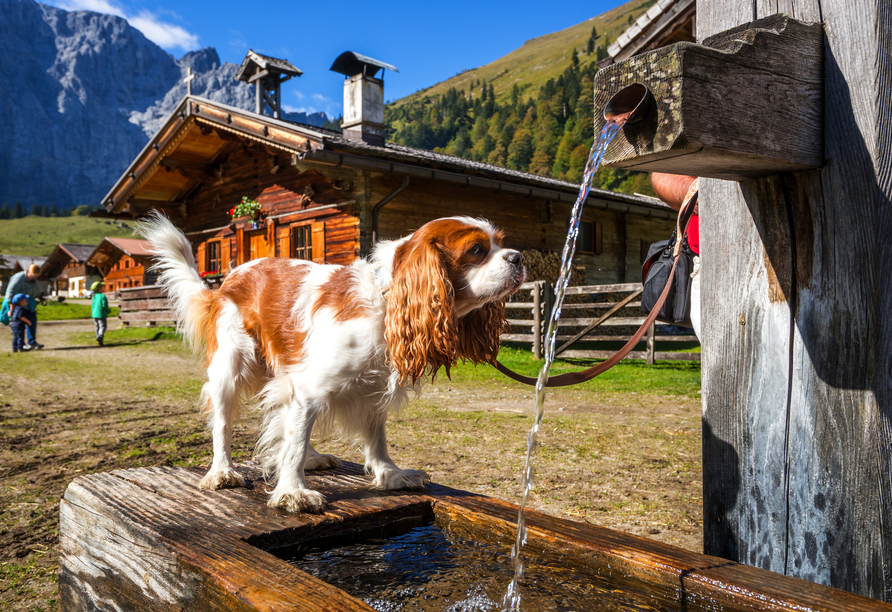 Das Hotel begrüßt Vierbeiner herzlich, sodass Sie Ihren Liebling mit auf Reisen nehmen können.