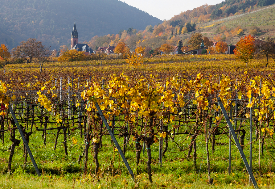 Blick über Weinfelder auf Sankt Martin