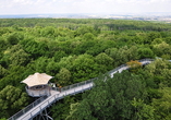 Wandeln Sie auf dem Baumkronenpfad im Nationalpark Hainich umgeben von einem Meer aus Grün.