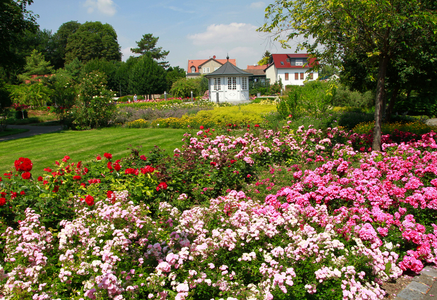 Verweilen Sie im traumhaft schönen Rosengarten Bad Langensalzas und lassen Sie sich verzaubern.