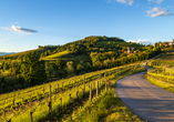 Ein Blick auf die sonnenverwöhnten Weinberge des Friaul – hier gedeihen einige der besten Weine Italiens – probieren Sie den edlen Tropfen.