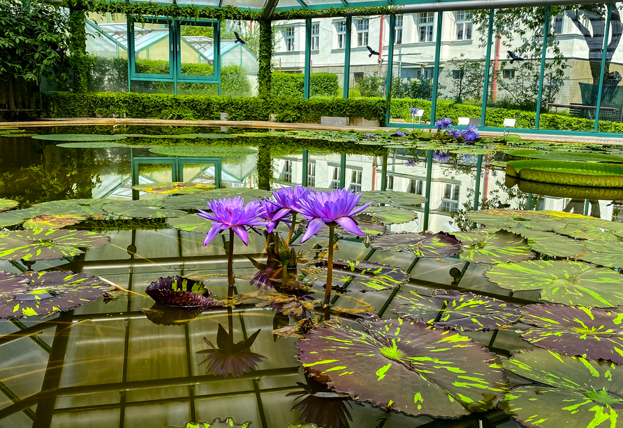 Der Eintritt in den Botanischen Garten Reichenburg (tsch.: Liberec) ist für Sie bereits inklusive.