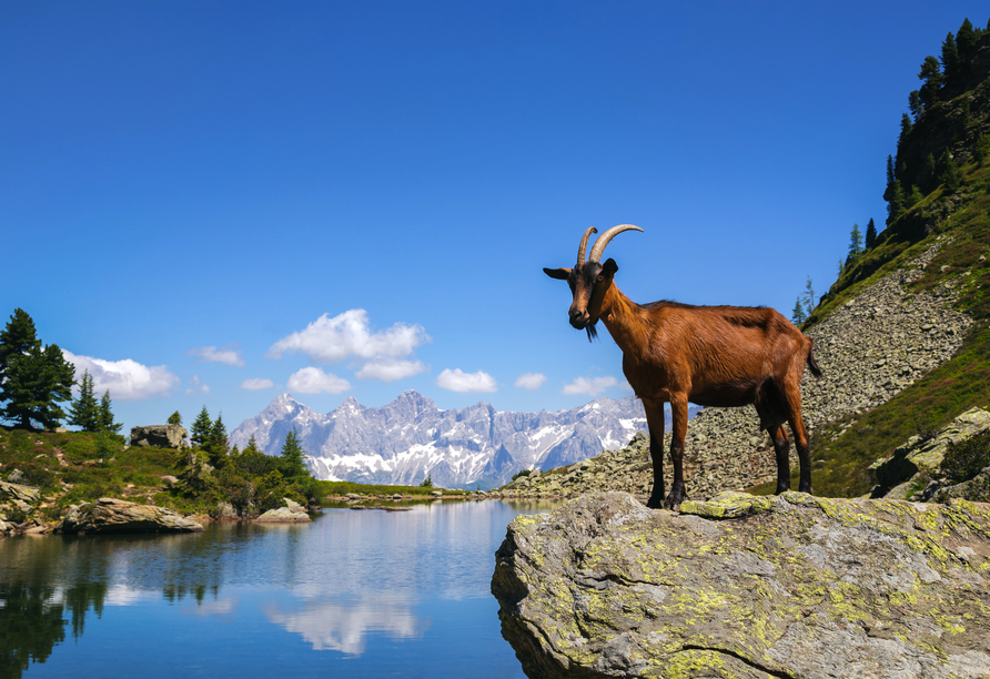 Natur pur am Spiegelsee Steiermark