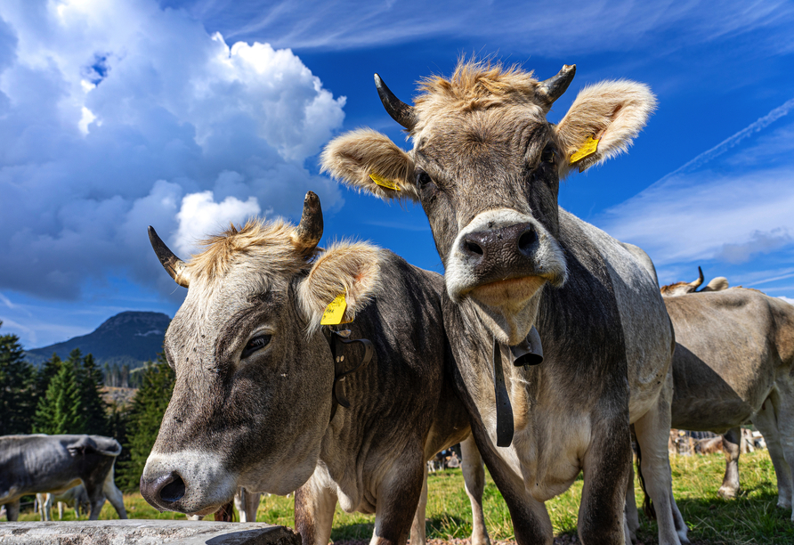 Während einer Wanderung entdecken Sie nicht nur die wunderschöne Natur, sondern auch Kühe auf ihren Almweiden.