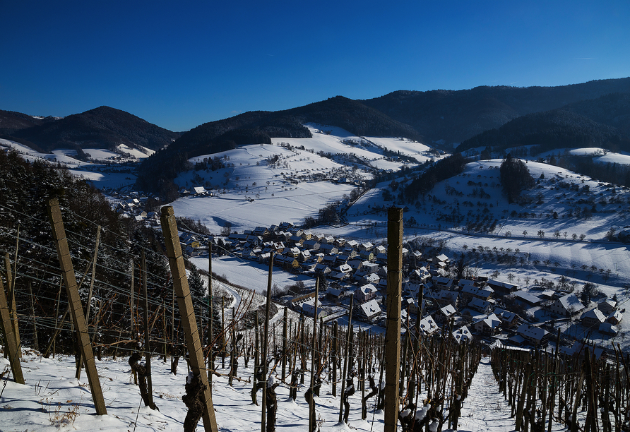 Im Winter verwandeln sich die Reblandschaften des Markgräflerlandes in ein Wintermärchen.