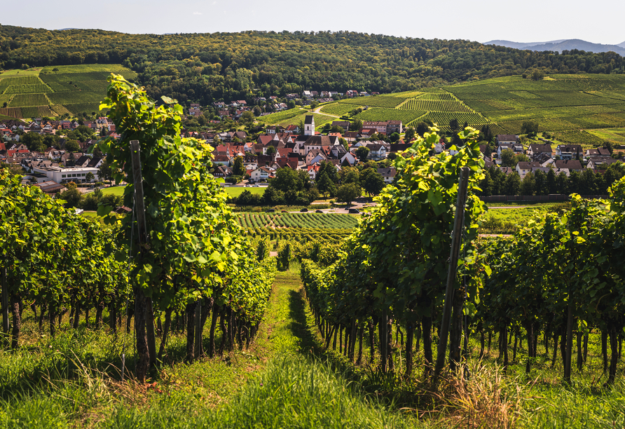 Auf rund 3.000 ha erstrecken sich die Weinberge des Markgräflerlandes. 