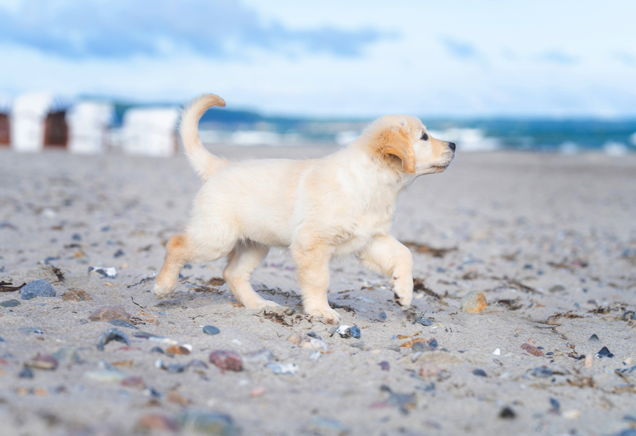 Bringen Sie Ihren Vierbeiner mit und erkunden Sie gemeinsam die schönen Landschaften der Ostsee.