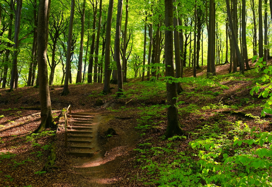 Spazieren Sie unbedingt durch den Nationalpark Jasmund und lassen Sie sich von den Naturschönheiten faszinieren.