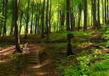 Spazieren Sie unbedingt durch den Nationalpark Jasmund und lassen Sie sich von den Naturschönheiten faszinieren.