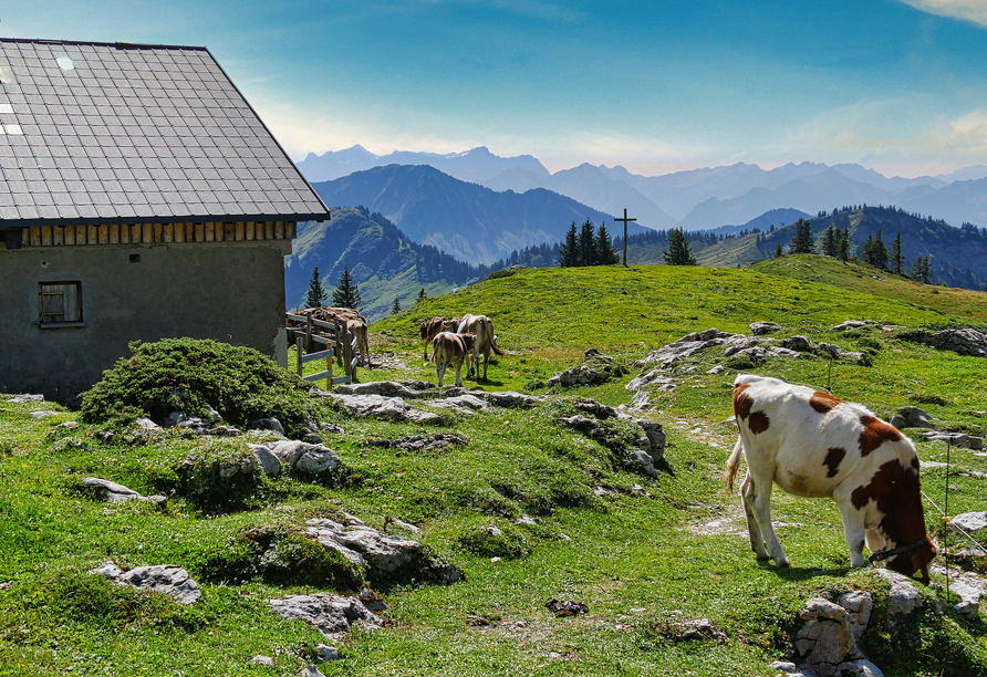 Weidende Kühe und traumhafter Blick auf eine herrliche Bergkulisse auf dem Hohen Freschen