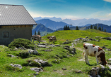 Weidende Kühe und traumhafter Blick auf eine herrliche Bergkulisse auf dem Hohen Freschen