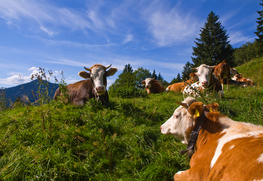 An einigen Stellen treffen Sie auf tierische Freunde.