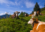 Saftige Almwiesen und weidende Kühe – das ist Alpenidylle pur.